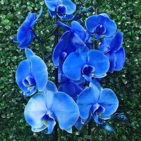 thumb-orquidea-azul-tela-2