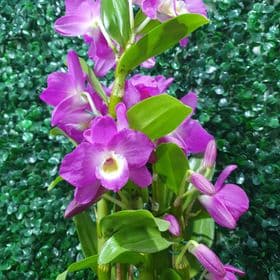 thumb-dendrobium-rustica-0