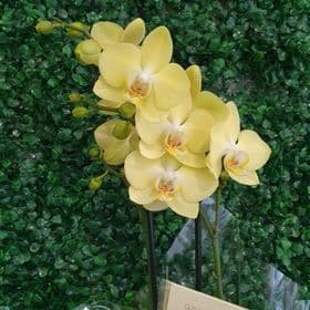 thumb-cesta-rustica-mini-orquidea-0