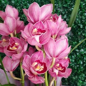 thumb-orquidea-cymbidium-1