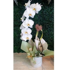 thumb-orquidea-phalaenopsis-grande-1